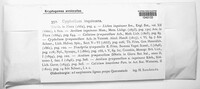 Cyphelium inquinans image